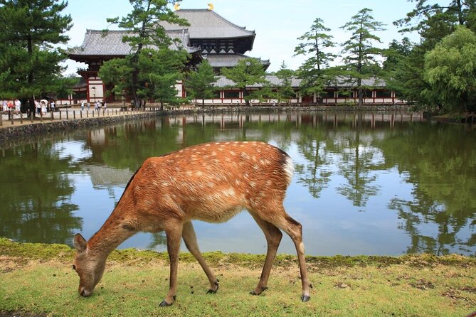 Nara Car Tour from Kyoto: English speaking Driver Only, No Guide - Why a driver-only Kyoto to Nara day trip is a smart setup