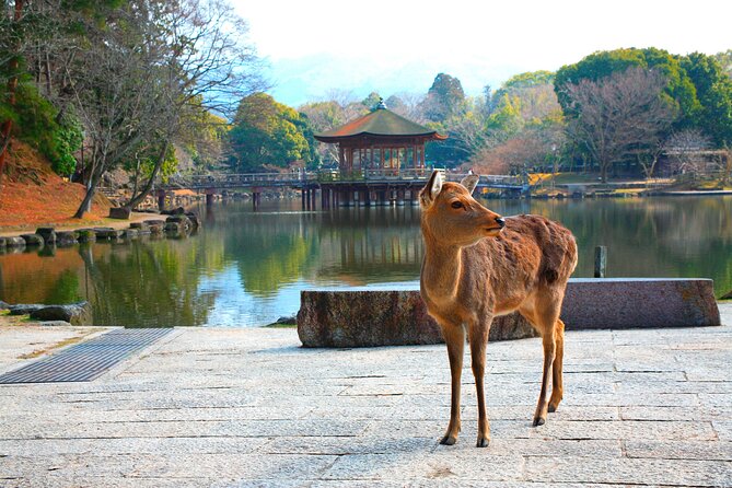 Nara Park, Osaka & Kobe from Kyoto Full Day tour - Quick takes on Nara Park, Osaka & Kobe from Kyoto (10+ bookings, small group)