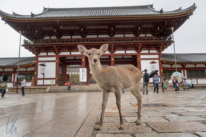 Nara Park, Osaka & Kobe from Kyoto Full Day tour - Osaka Castle: a focused visit with an entrance ticket you must plan for