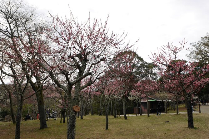 Nara Todaiji Kasuga Taisha Private Full Day Tour From Kyoto - Morning start: where the tour meets you in Kyoto
