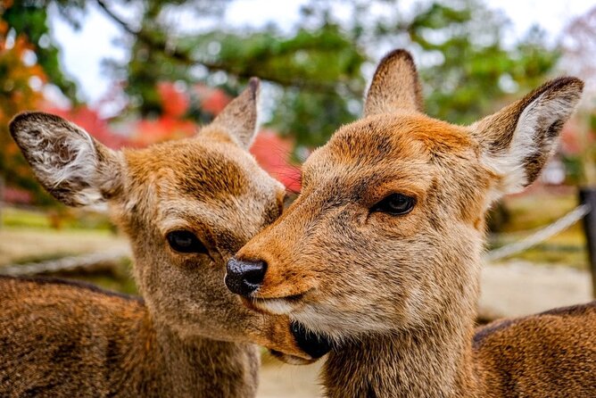 Osaka and Nara Day Tour with Private Transportation - Private pickup and an AC car that saves your time