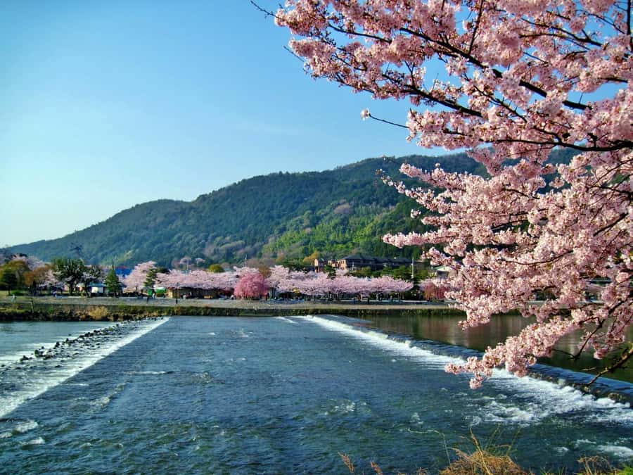Osaka/Kyoto: Arashiyama, Nara & Fushimi Inari Shrine w/Lunch - Fushimi Inari Shrine and its 1,000 torii gates, how to enjoy the climb