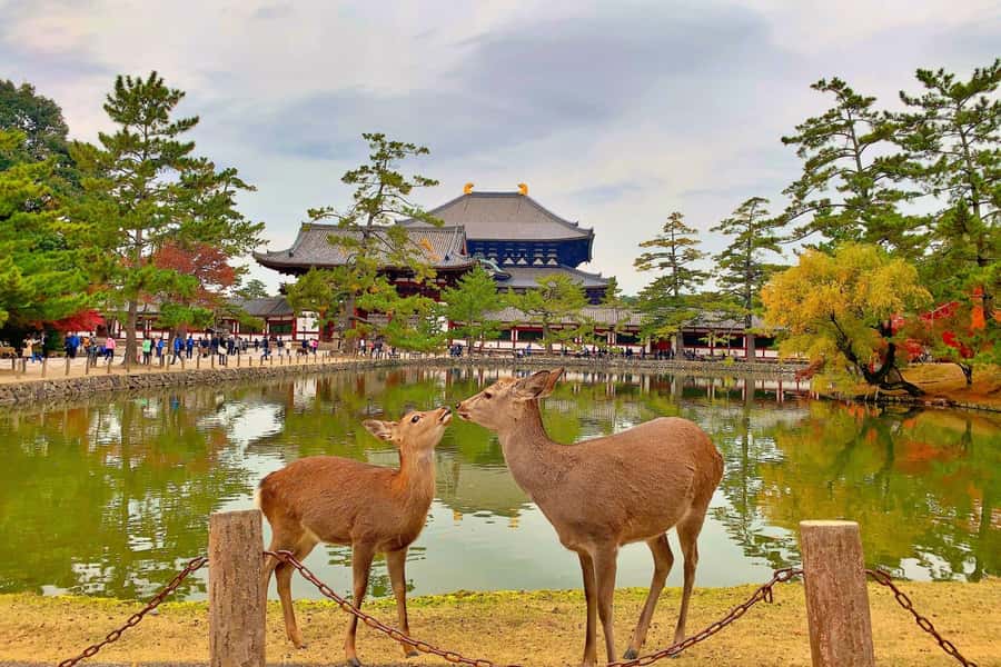 Osaka/Kyoto: Arashiyama, Nara & Fushimi Inari Shrine w/Lunch - Should you book this Osaka and Kyoto day trip?