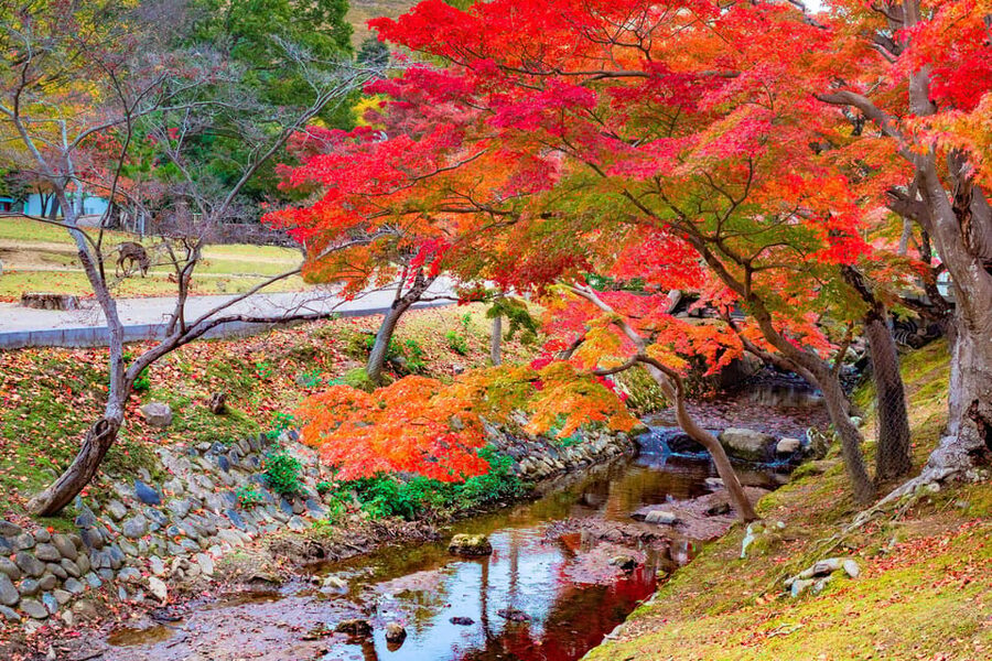Osaka/Kyoto: Katsuoji, Kinkakuji, Arashiyama 1-Day Bus Tour - Timing reality, when the day can feel full