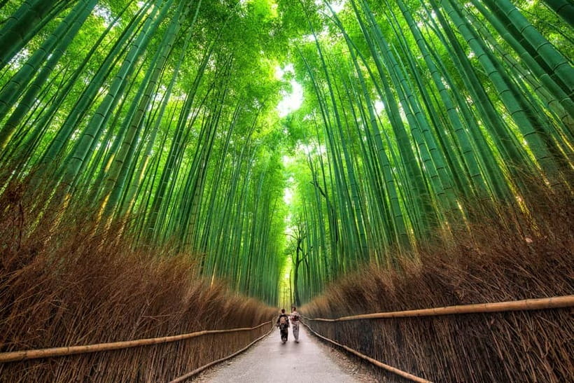 Osaka/Kyoto: Katsuoji, Kinkakuji, Arashiyama 1-Day Bus Tour - Should you book this bus tour?