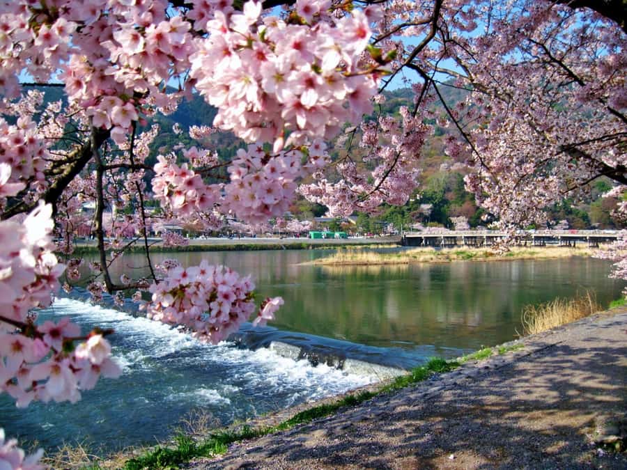 Osaka/Kyoto:Kinkakuji,Arashiyama,FushimiInariShrine,NaraPark - Kinkaku-ji Golden Pavilion: gold leaf and mirror-like pond views