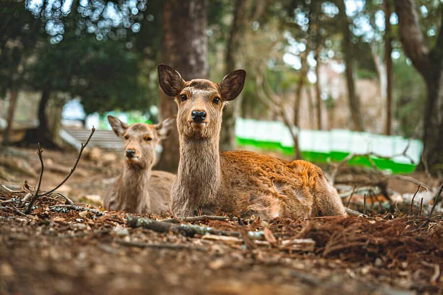 Osaka/Kyoto: Private Kyoto and Nara Day Trip - What to pack mentally: timing, walking, and deer etiquette