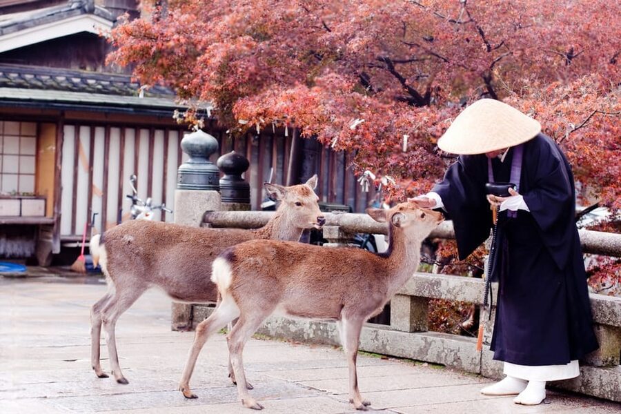 Osaka/Kyoto: Private Kyoto and Nara Day Trip - The real value of the $516 group price (up to 6)