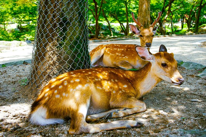 Osaka & Nara in 1-Day by Private Van with Local Expert Guide - Electronics streets and the red-line district, plus why your guide matters