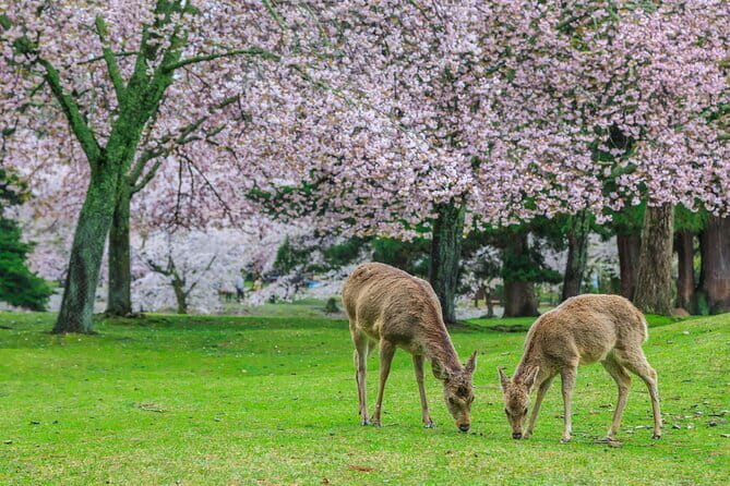 Otagi Nenbutsu Temple and Arashiyama Bamboo Forest Tour - Practical Tips for a Smoother Morning