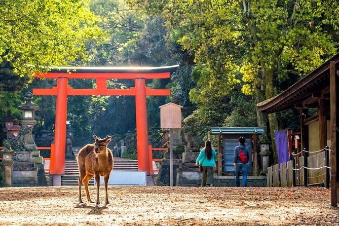Private Kyoto Customizable Day Tour with English Speaking Driver - Kinkaku-ji Golden Pavilion: how to plan for the entry experience