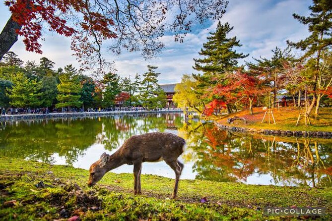 Private Tour Kyoto-Nara w/Hotel Pick Up & Drop off from Kyoto - Todai-ji Temple: UNESCO grandeur with a real time block