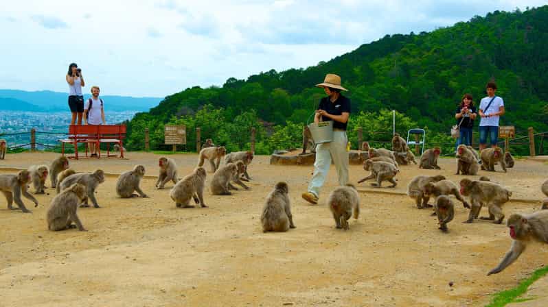 Private Tour to Monkey Park and Arashiyama Highlights - Feeding rules you should actually care about