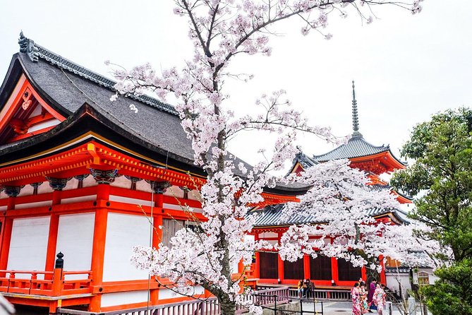 Private & Unique Kyoto Cherry Blossom "Sakura" Experience - Key moments that make this Kyoto sakura experience work