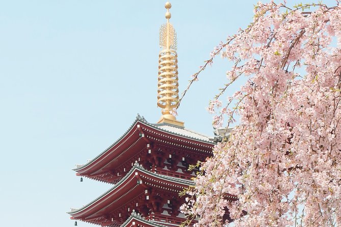 Private & Unique Kyoto Cherry Blossom "Sakura" Experience - Evening yo zakura: weeping cherries with the sky as your backdrop