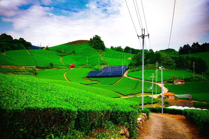Scenic Green Tea Fields of Hidden Kyoto & Local Tea Exp (Private) - Tea Country Kyoto: Why Wazuka Feels Like a Time-Out From the City