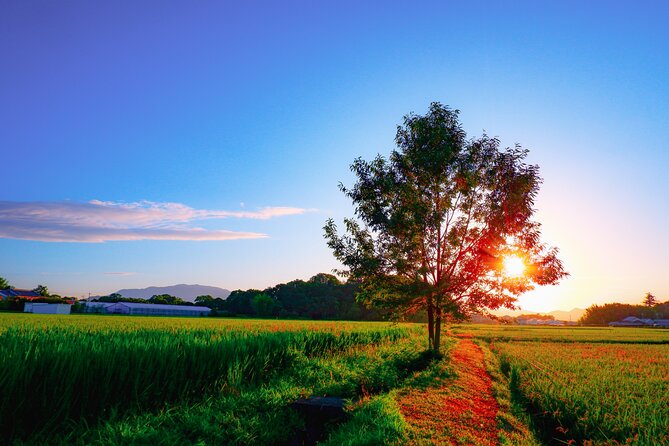 Scenic Green Tea Fields of Hidden Kyoto & Local Tea Exp (Private) - Price and Tickets: Is $250.38 Worth It?