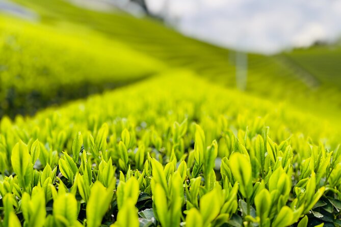 Uji and Wazuka Matcha Farm Half Day Private Guided Tour - What you do with guide Masae in a private setting