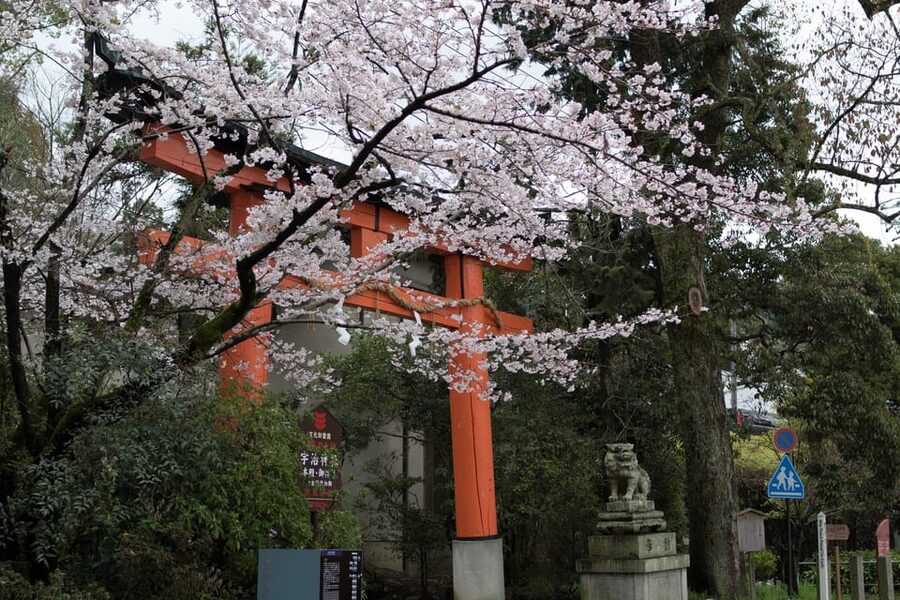 Uji: UNESCO Heritage & Tea Ceremony Walking Tour - Tachibara and Asagiri Suspension Bridges for Big Uji Views
